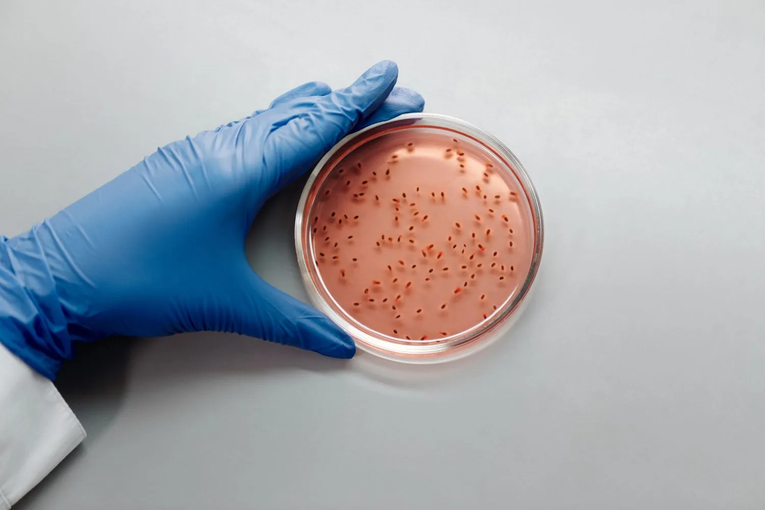 lab-micro.jpg