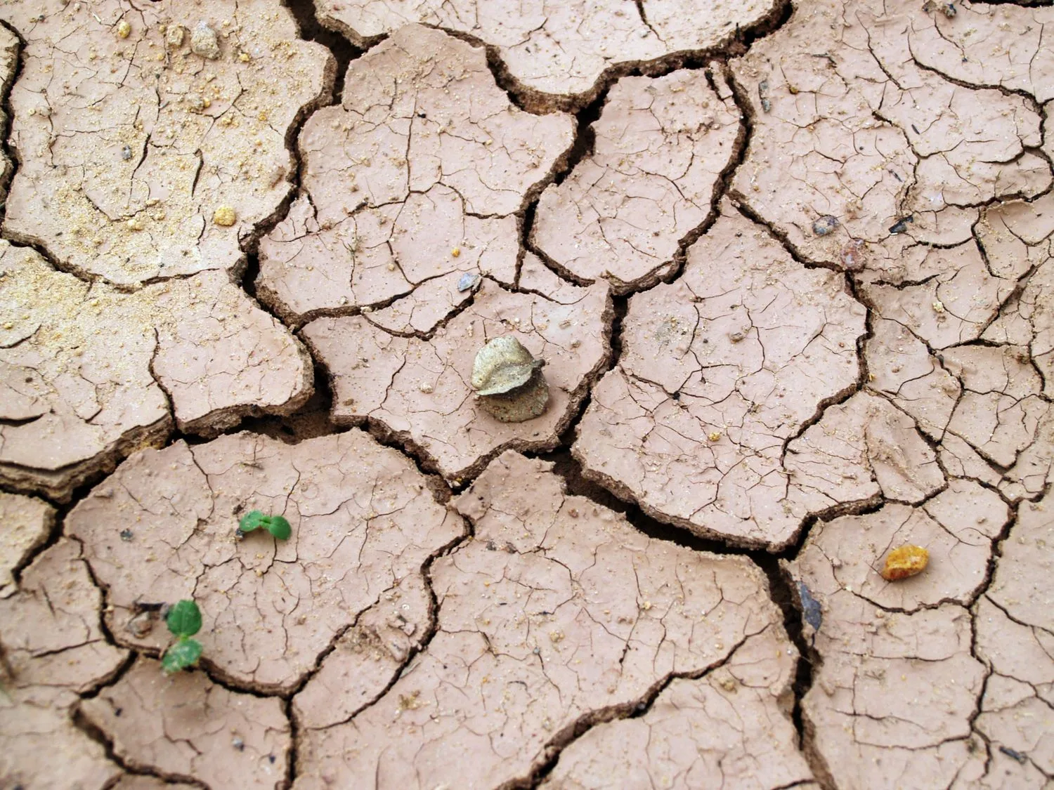 lab-soil.jpg