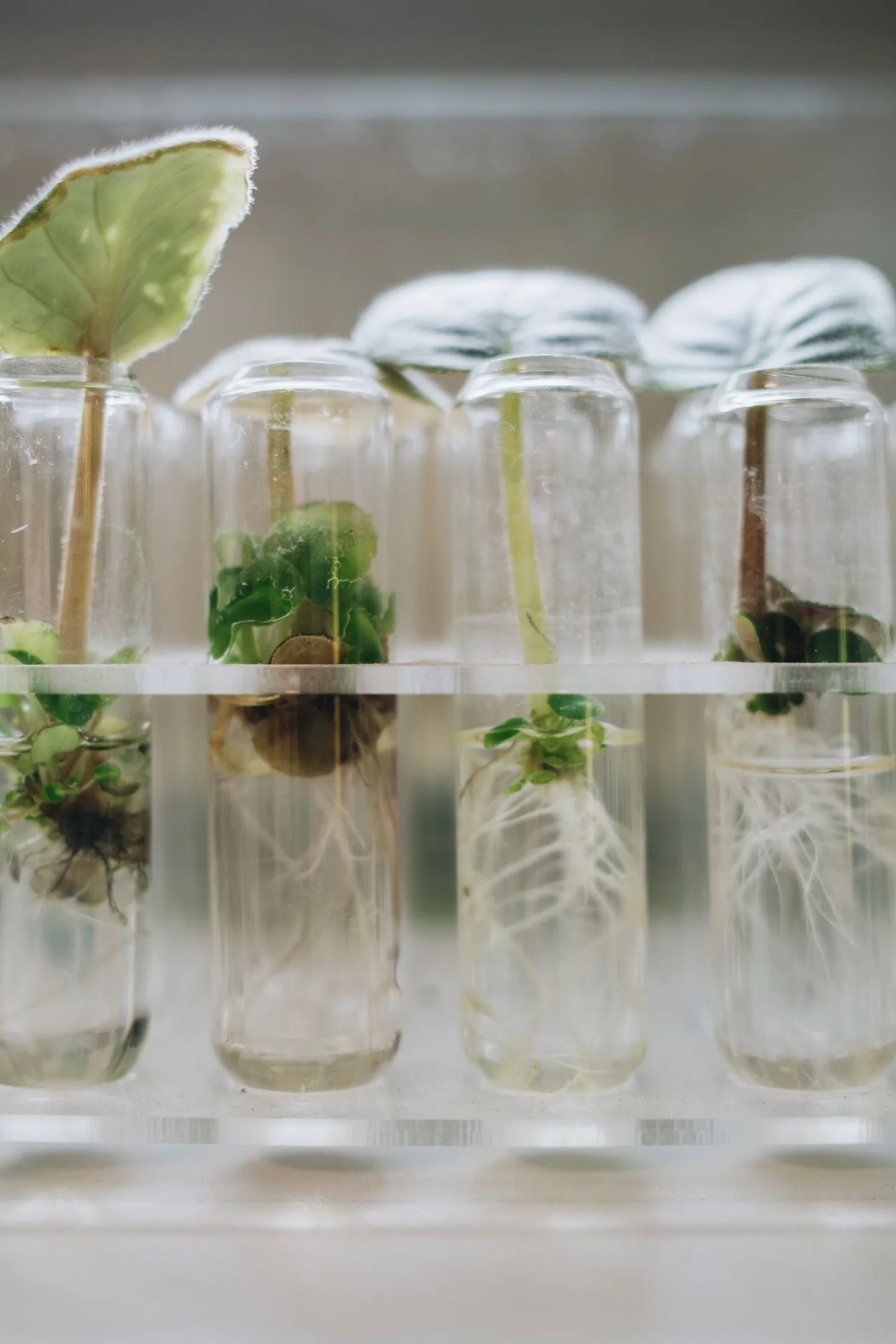 lab-plant-bio.jpg